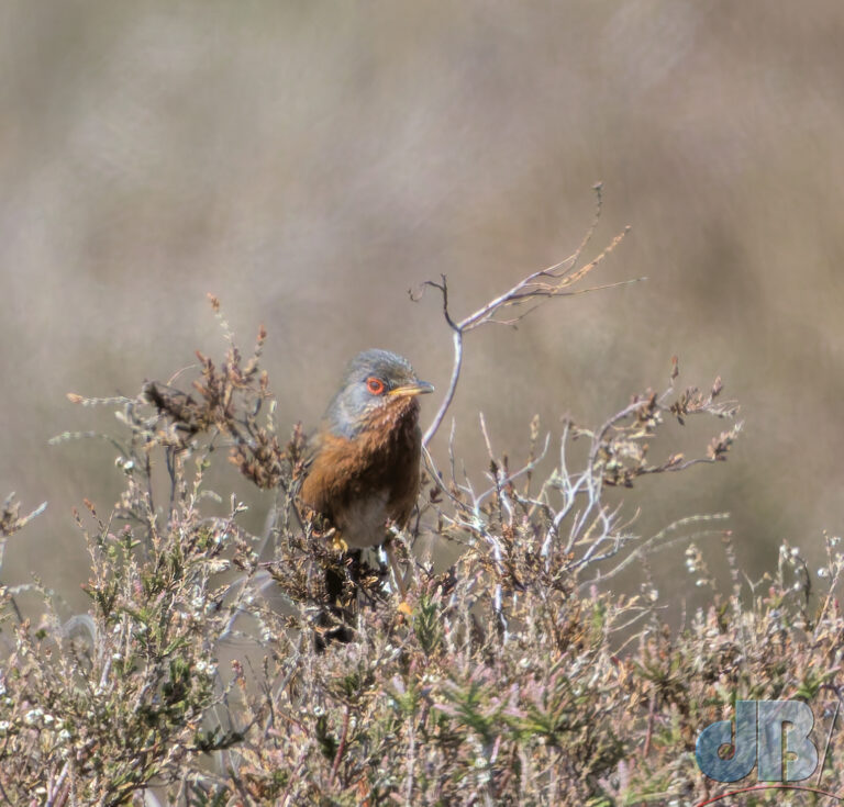 Dartford Warbler perched high on a shrub