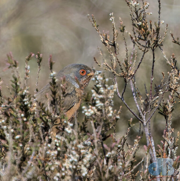 Dartford Warbler