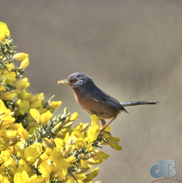 Dartford Warbler on gorse bush with bill full of spider