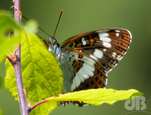 White Admiral