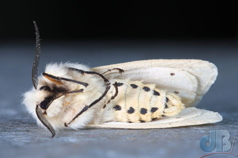 White Ermine moth playing dead exposing its spotted belly