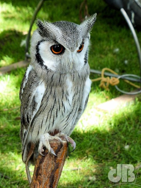 Southern White-faced Owl