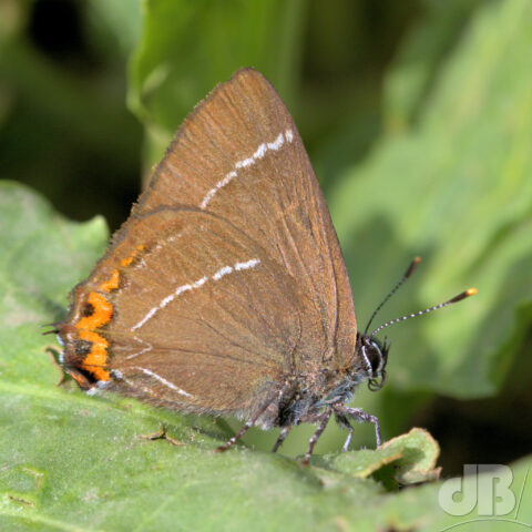 White-letter Hairstreak