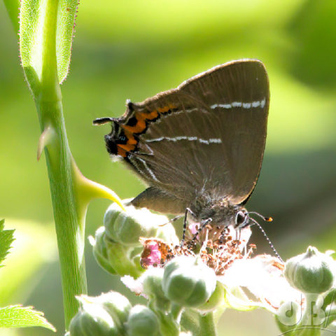 White-letter Hairstreak