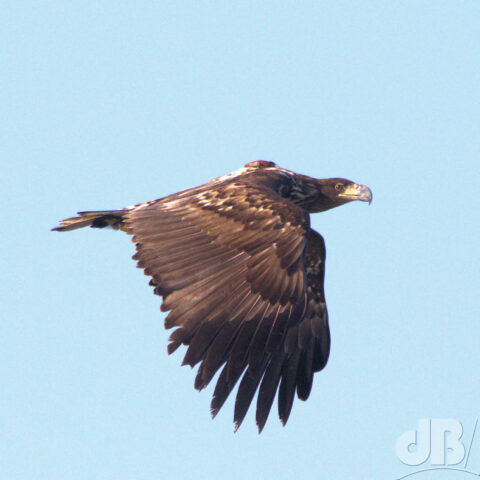 Immature White-tailed Eagle