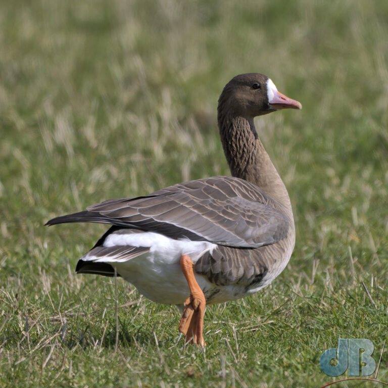 Anser albifrons flavirostris: The Greenland White-fronted Goose, this subspecies breeds in Greenland and winters in Ireland and Britain, pink colouration at the base of the bill rather than yellowish seen in the Russian race