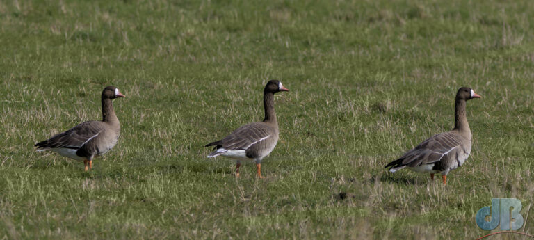 The Berry Fen Three - White-fronted Geese