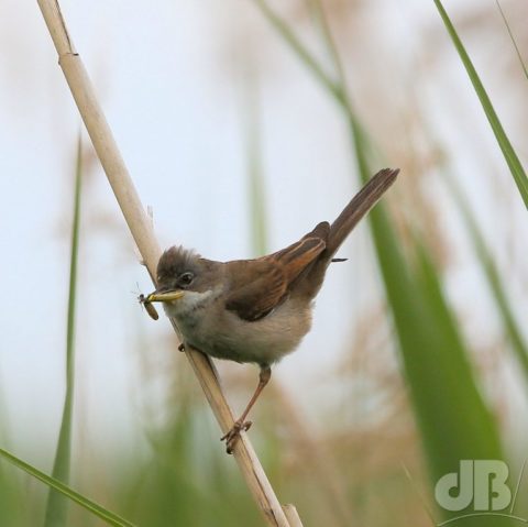 Common Whitethroat (Sylvia communis)