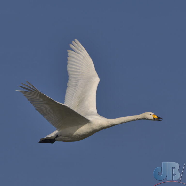 Whooper Swan in flight