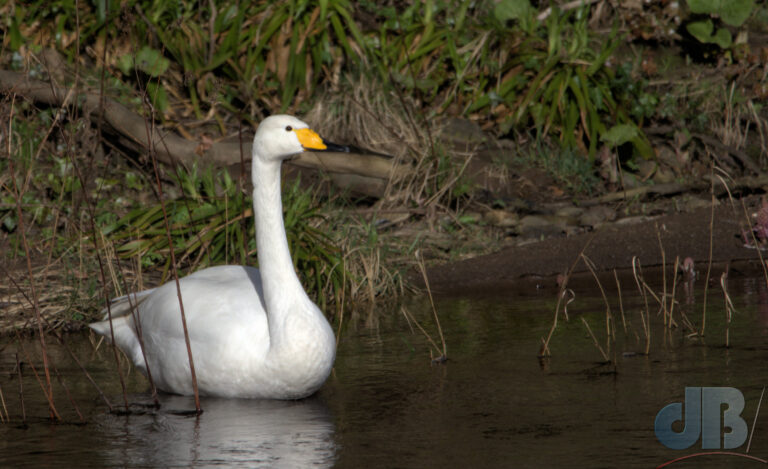 Solitary Whooper Swan, Cygnus cygnus, on the Tees at Barnard Castle