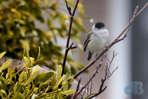 Blackcap overwintering in the UK