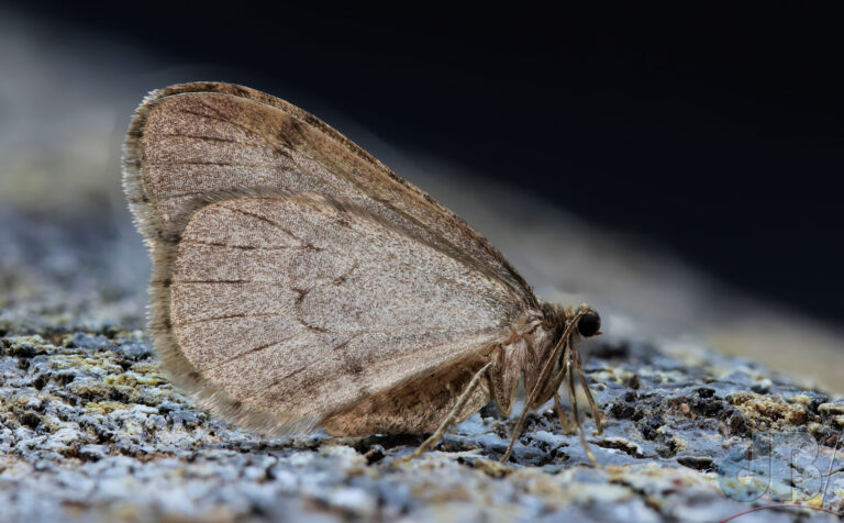 The Winter Moth, Operophtera brumata, has internal antifreeze to help see it through the cold
