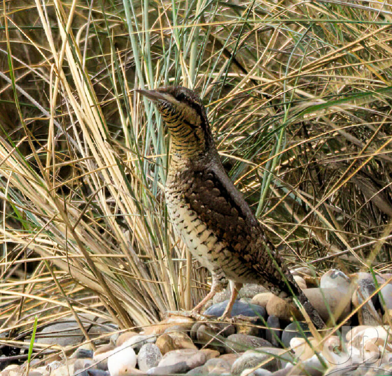 Snake-like Wryneck