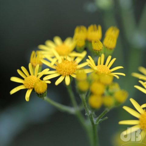 Unannounced yellow-flowered weed