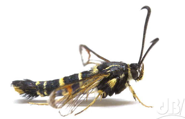 The day-flying Yellow-legged Clearwing moth has evolved to resemble a wasp in order to avoid predation