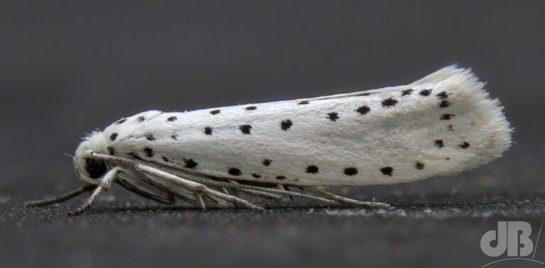 Ermine micro moth of the Yponomeuta genus of which Spindle Ermine is one