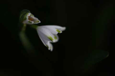 anglesey abbey snowdrop 01 e1517940944550