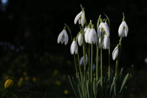 anglesey abbey snowdrops 02 e1517940927998
