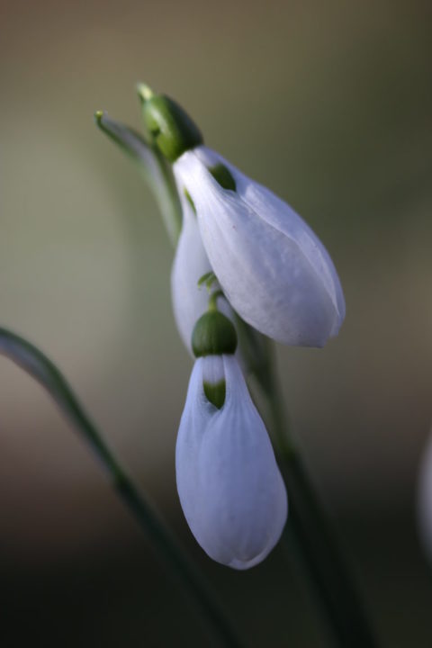 anglesey abbey snowdrops 03 e1517940906671