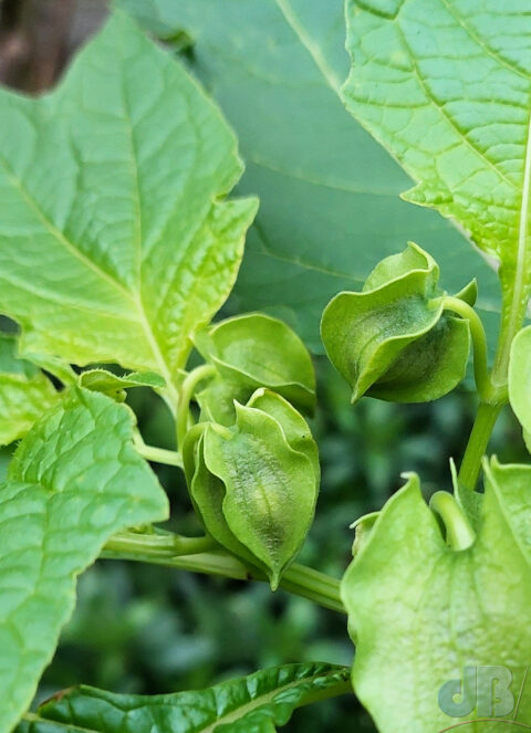 Fruit of Apple of Peru