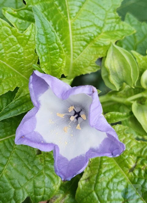 Apple of Peru blossom