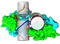 Bacteriophage nuclease