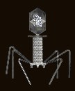 bacteriophage