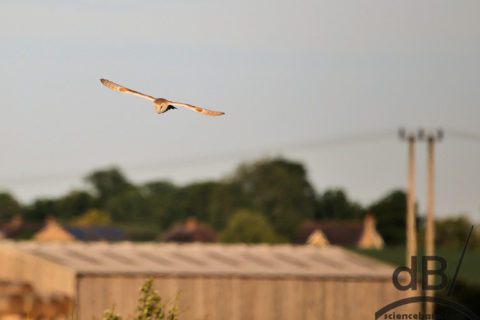 barn owl and prey