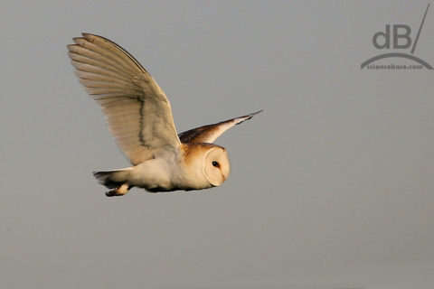 barn owl in flight, closeup