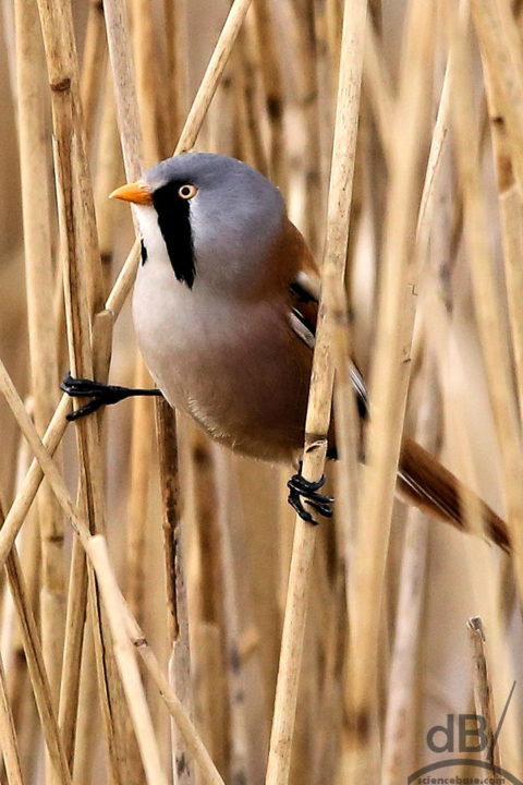 bearded tit wmk 768px