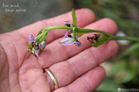 bee-orchid