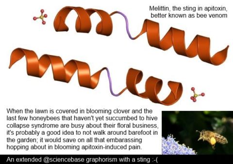bee-sting-venom-melittin
