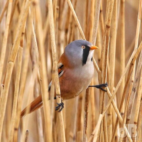 Acrobatic Bearded Reedling