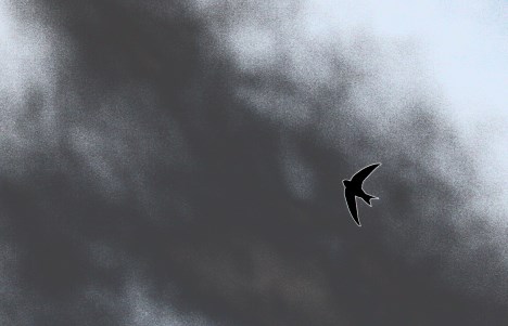 bird-swift-sky