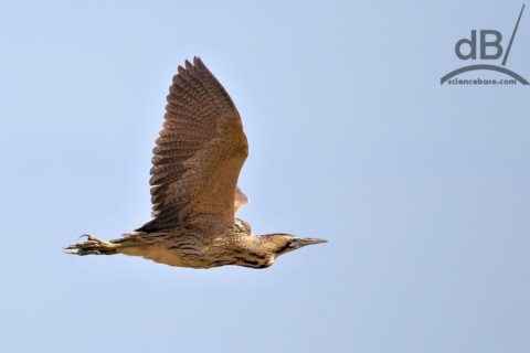 bittern wmk 768px 1