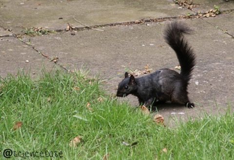 black-squirrel-130405