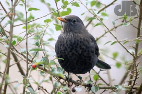 blackbird firethorn 4