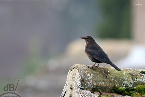 blackbird