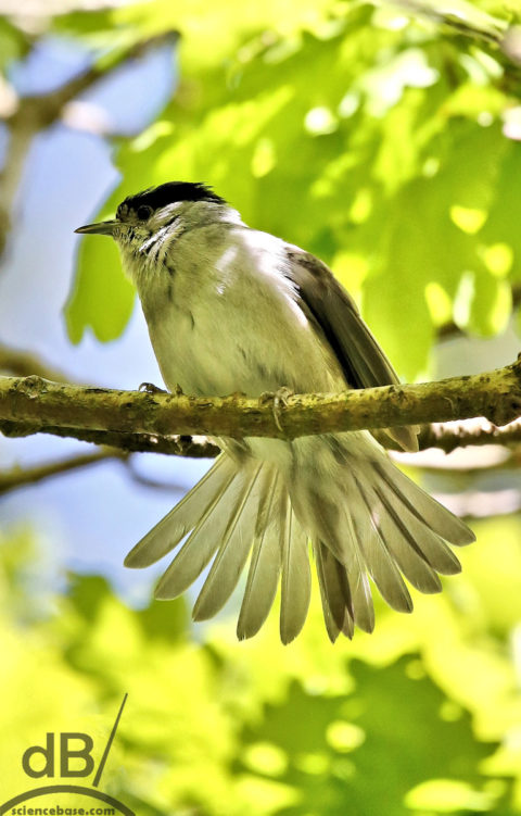 Blackcap fanning its tail