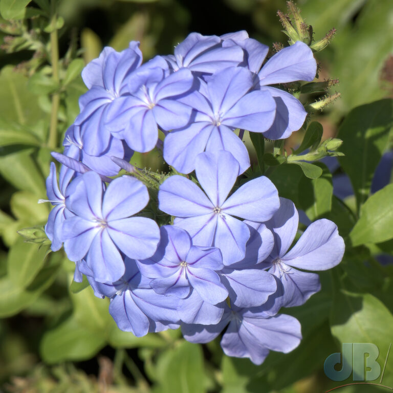 Plumbago auriculata