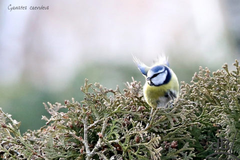 blue tit