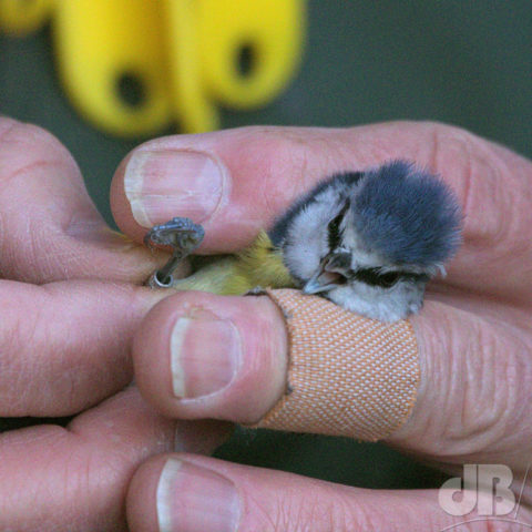 Blue Tit