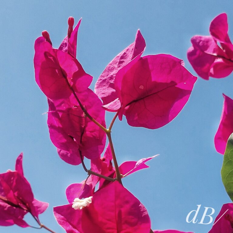 bougainvillea