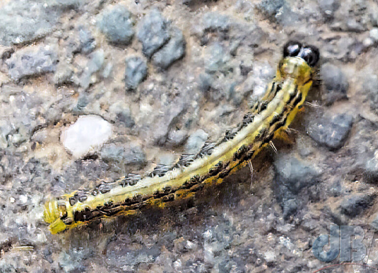 Box-tree Moth larva