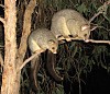 Brushtail possums, photo by wollombi http://www.flickr.com/photos/wollombi/