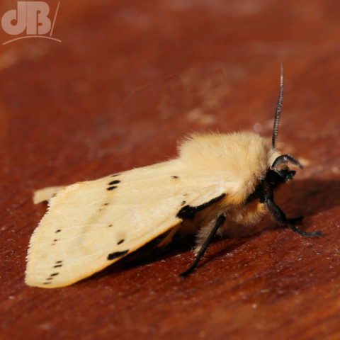 Buff Ermine moth