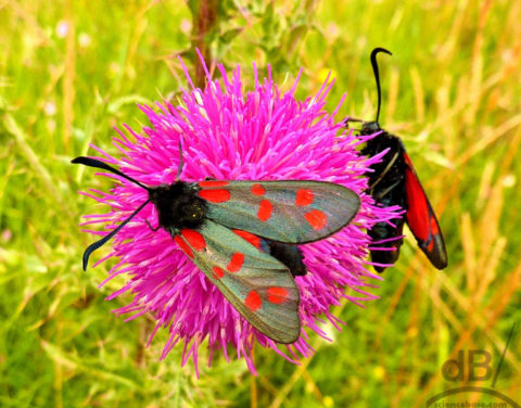 burnet moth