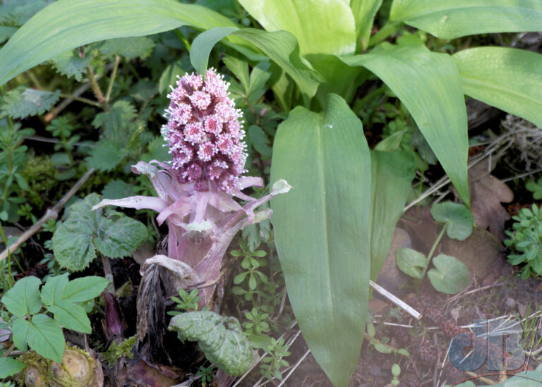 The Butterbur, Petasites hybridus