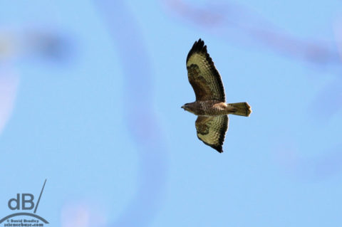 Buzzard