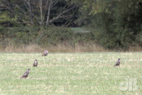 Four of at least 100 Common Buzzards